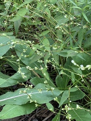 Persicaria punctata