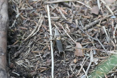 Pholidoptera griseoaptera