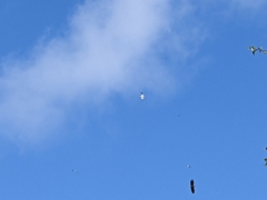 Haliaeetus albicilla