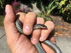 Thamnophis ordinoides
