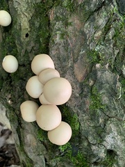 Apioperdon