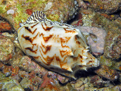 Cymbiola vespertilio