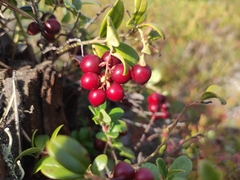 Vaccinium vitis-idaea