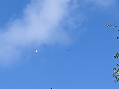 Haliaeetus albicilla