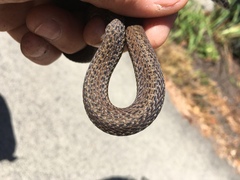 Thamnophis ordinoides