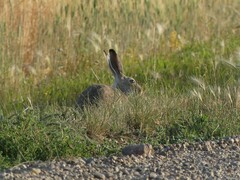 Lepus townsendii