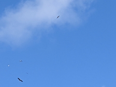 Haliaeetus albicilla