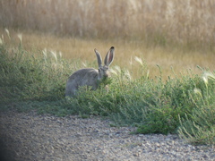 Lepus townsendii