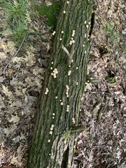 Apioperdon