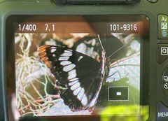 Limenitis lorquini