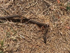 Thamnophis ordinoides