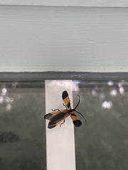 Calopteron