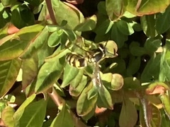 Vespula pensylvanica