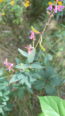 Desmodium canadense