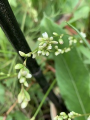 Persicaria punctata
