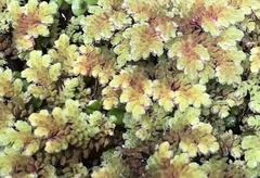 Azolla