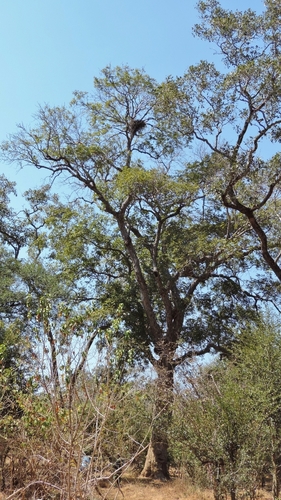 Aganope stuhlmannii