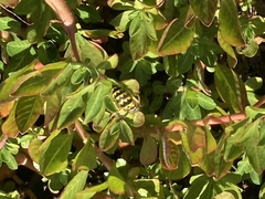 Vespula pensylvanica