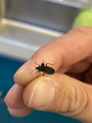 Melacoryphus lateralis