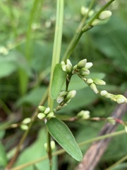 Persicaria punctata