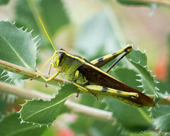 Schistocerca obscura