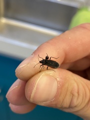 Melacoryphus lateralis