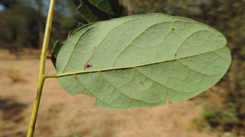 Aganope stuhlmannii, photograph 1
