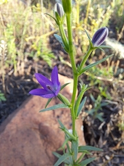 Triodanis leptocarpa