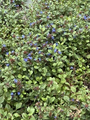 Ceratostigma plumbaginoides