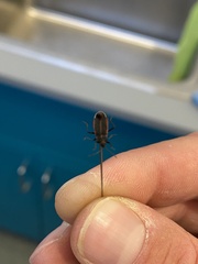 Melacoryphus lateralis