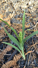 Sorghum bicolor