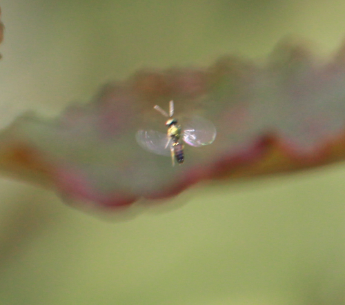 Smeathman's Furrow Bee