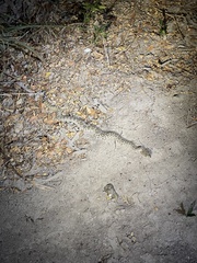 Crotalus atrox