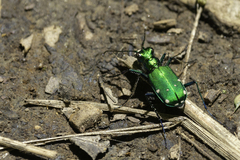 Cicindela sexguttata