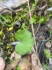 Hydrocotyle hirta