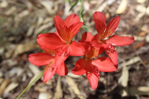 Peruvian Lily