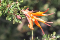 Lambertia inermis inermis