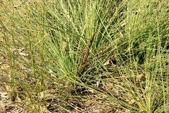 Xanthorrhoea fulva