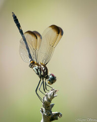 Dythemis velox
