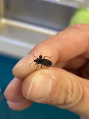 Melacoryphus lateralis