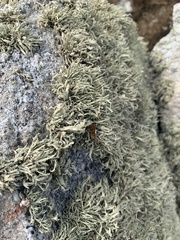Ramalina siliquosa