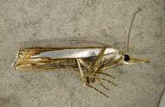 Crambus watsonellus