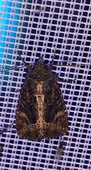 Helotropha reniformis