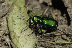 Cicindela sexguttata