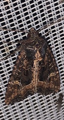Helotropha reniformis