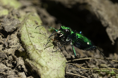 Cicindela sexguttata