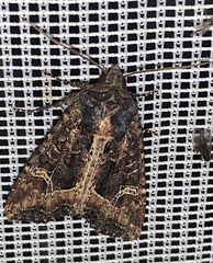 Helotropha reniformis