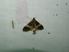 Diaphania