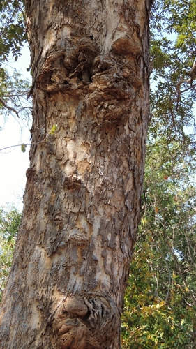 Aganope stuhlmannii, photograph 5