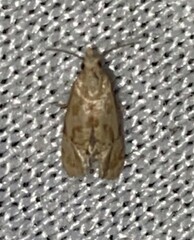 Platphalonidia